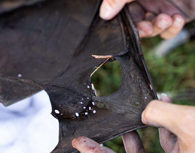 Bat wing injury